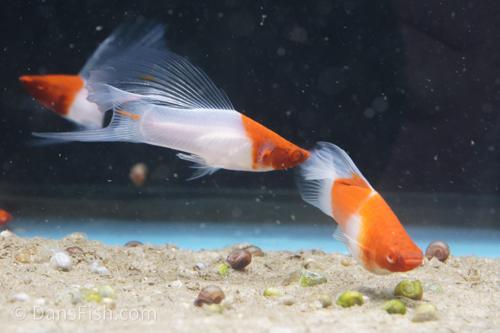 Albino Kohaku Koi High Fin Swordtail