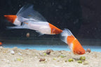 Albino Kohaku Koi High Fin Swordtail