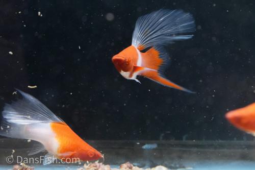 Albino Kohaku Koi High Fin Swordtail