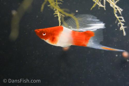 Albino Kohaku Koi High Fin Swordtail