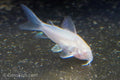 Longfin Albino Cory Aeneus