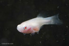 Albino Nothobranchius Rachovii