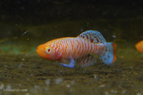 Albino Nothobranchius Rachovii