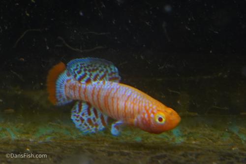 Albino Nothobranchius Rachovii