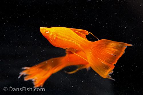Albino Orange High-Fin Veiltail Swordtail