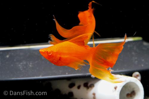 Albino Orange High-Fin Veiltail Swordtail