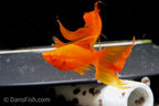 Albino Orange High-Fin Veiltail Swordtail