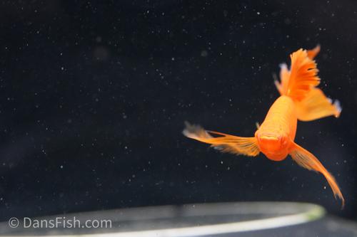 Albino Orange High-Fin Veiltail Swordtail