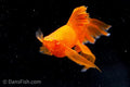 Albino Orange High-Fin Veiltail Swordtail