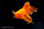 Albino Orange High-Fin Veiltail Swordtail