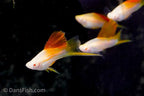 Albino Pineapple High Fin Swordtail