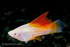Albino Pineapple High Fin Swordtail