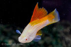 Albino Pineapple High Fin Swordtail
