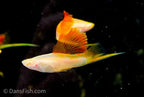 Albino Pineapple High Fin Swordtail