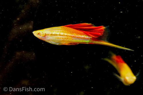 Albino Pineapple High Fin Swordtail