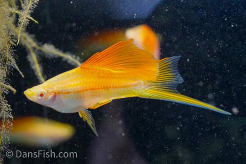 Albino Pineapple High Fin Swordtail