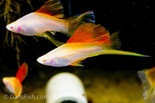 Albino Pineapple High-fin Veiltail Swordtail