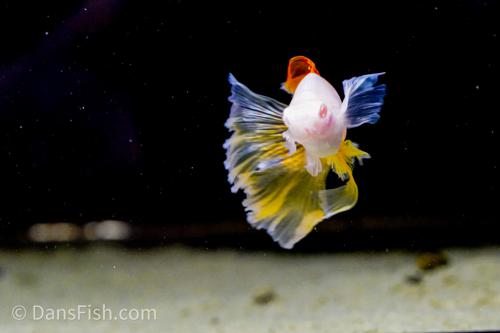 Albino Pineapple High-fin Veiltail Swordtail