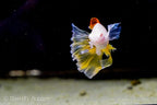 Albino Pineapple High-fin Veiltail Swordtail