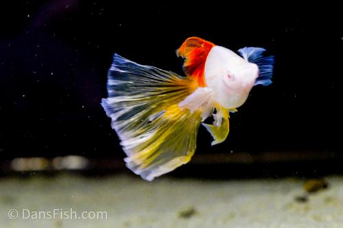 Albino Pineapple High-fin Veiltail Swordtail