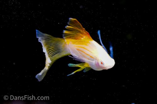 Albino Pineapple High-fin Veiltail Swordtail