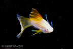 Albino Pineapple High-fin Veiltail Swordtail