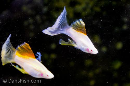 Albino Pineapple High-fin Veiltail Swordtail