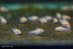 Albino Pygmy Cory