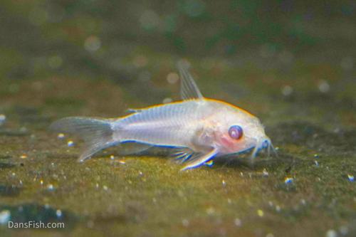 Albino Pygmy Cory