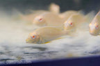 Albino Red Head Tapajos