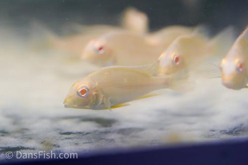 Albino Red Head Tapajos