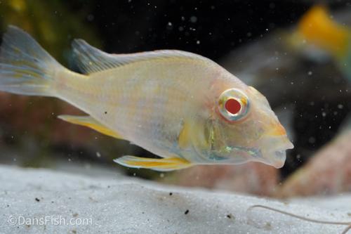 Albino Red Head Tapajos