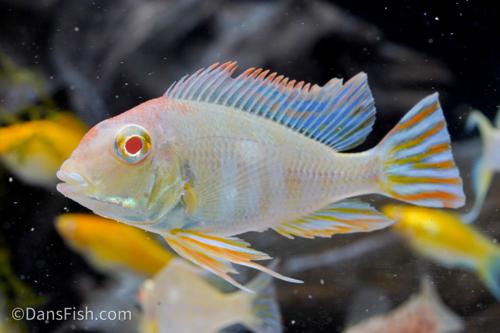 Albino Red Head Tapajos