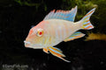 Albino Red Head Tapajos