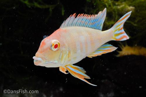 Albino Red Head Tapajos