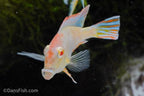 Albino Red Head Tapajos