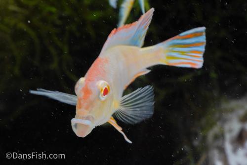 Albino Red Head Tapajos