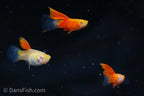 Albino Red High Fin Glass Tail Guppy
