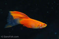 Albino Red High Fin Glass Tail Guppy