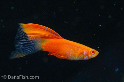 Albino Red High Fin Glass Tail Guppy