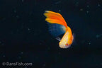 Albino Red High Fin Glass Tail Guppy