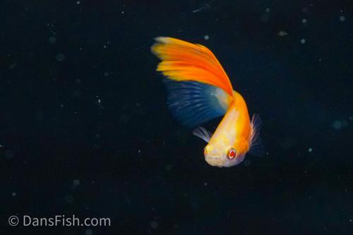 Albino Red High Fin Glass Tail Guppy