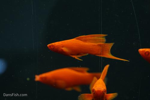 Albino Red High Fin Swordtail