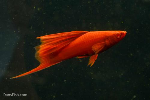 Albino Red High Fin Swordtail