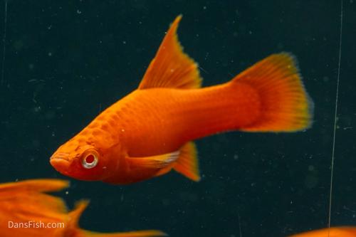 Albino Red High Fin Swordtail