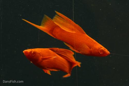 Albino Red High Fin Swordtail