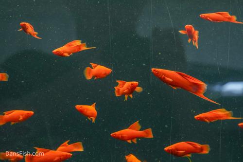Albino Red High Fin Swordtail