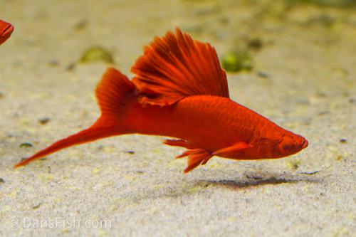 Albino Red High Fin Cauliflower Swordtail