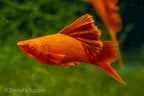 Albino Red High Fin Cauliflower Swordtail