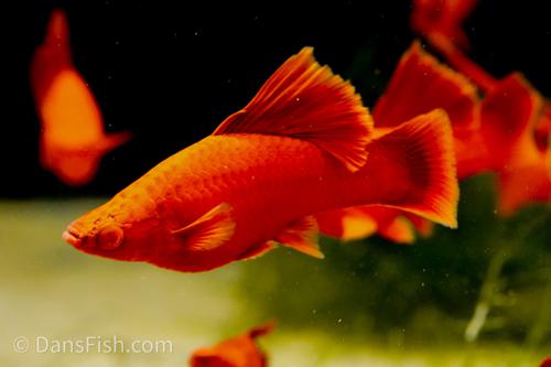 Albino Red High Fin Cauliflower Swordtail